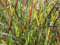 Ruten-Hirse 'Rehbraun' -Angebote Blumen Takt Store ruten hirse rehbraun m059831 w 1