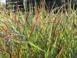 Ruten-Hirse 'Rehbraun' -Angebote Blumen Takt Store ruten hirse rehbraun m059831 w 3