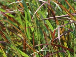 Ruten-Hirse 'Rehbraun' -Angebote Blumen Takt Store ruten hirse rehbraun m059831 w 4