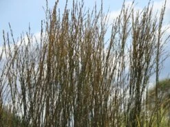 Ruten-Hirse 'Rehbraun' -Angebote Blumen Takt Store ruten hirse rehbraun m059831 w 5