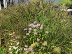 Ruten-Hirse 'Rotstrahlbusch' -Angebote Blumen Takt Store ruten hirse rotstrahlbusch m059833 w 0