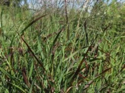 Ruten-Hirse 'Rotstrahlbusch' -Angebote Blumen Takt Store ruten hirse rotstrahlbusch m059833 w 1