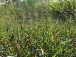 Ruten-Hirse 'Rotstrahlbusch' -Angebote Blumen Takt Store ruten hirse rotstrahlbusch m059833 w 2