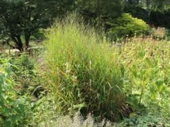 Ruten-Hirse 'Rotstrahlbusch' -Angebote Blumen Takt Store ruten hirse rotstrahlbusch m059833 w 4