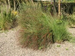 Ruten-Hirse 'Rotstrahlbusch' -Angebote Blumen Takt Store ruten hirse rotstrahlbusch m059833 w 7