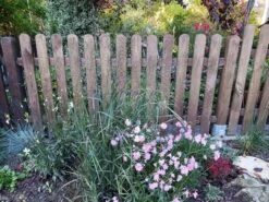 Ruten-Hirse 'Shenandoah' -Angebote Blumen Takt Store ruten hirse shenandoah m059835 551380 0