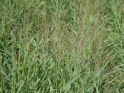 Ruten-Hirse 'Shenandoah' -Angebote Blumen Takt Store ruten hirse shenandoah m059835 w 0