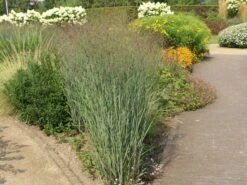 Ruten-Hirse 'Shenandoah' -Angebote Blumen Takt Store ruten hirse shenandoah m059835 w 1