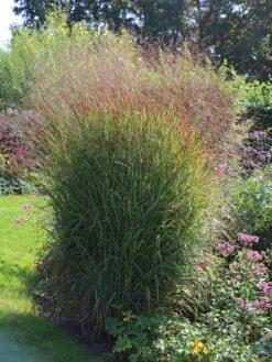 Ruten-Hirse 'Shenandoah' -Angebote Blumen Takt Store ruten hirse shenandoah m059835 w 2