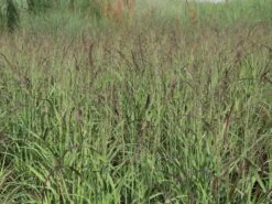 Ruten-Hirse 'Shenandoah' -Angebote Blumen Takt Store ruten hirse shenandoah m059835 w 5