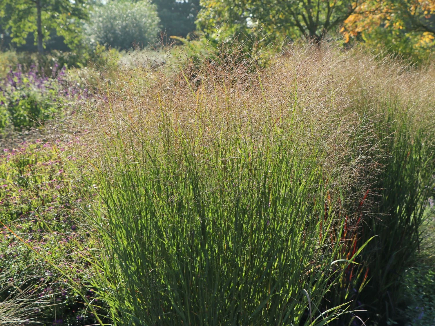 Ruten-Hirse 'Warrior' 3 Ruten-Hirse 'Warrior'