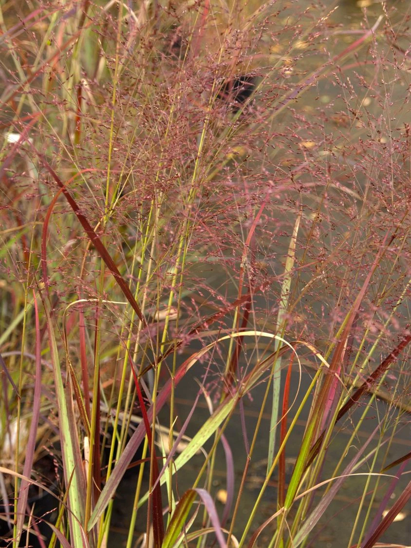 Ruten-Hirse 'Warrior' 4 Ruten-Hirse 'Warrior' – Bild 2