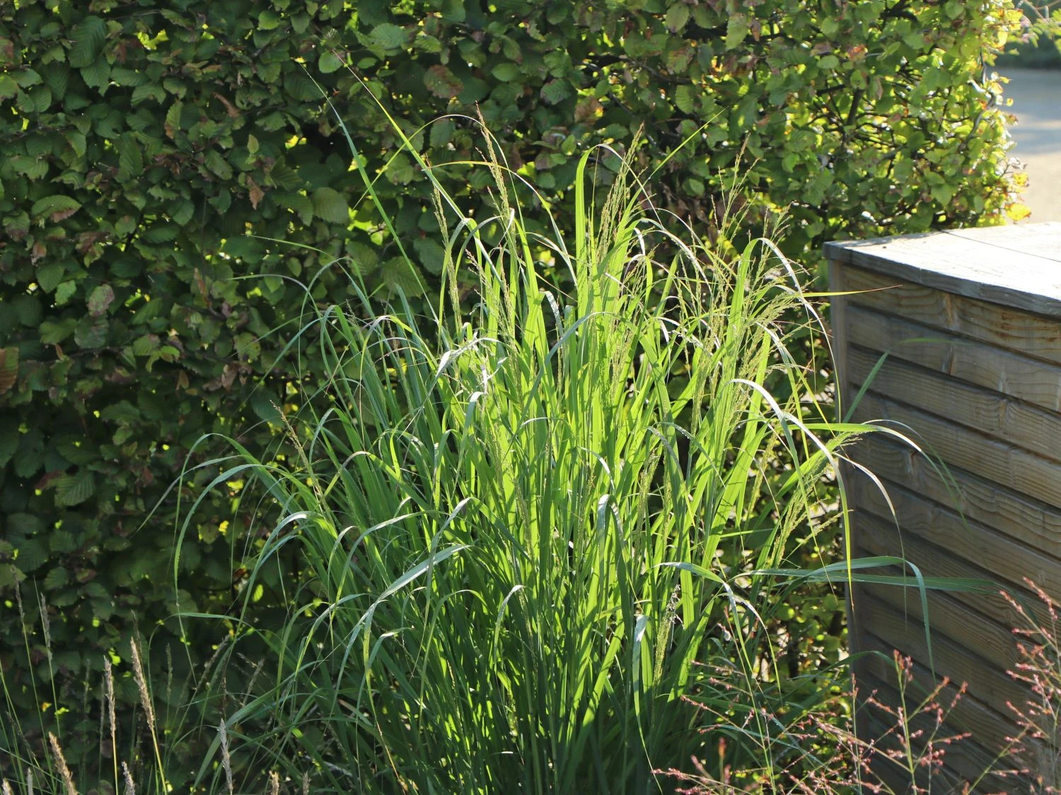 Ruten-Hirse 'Warrior' 5 Ruten-Hirse 'Warrior' – Bild 3