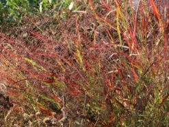 Rutenhirse JS ® 'Dark Night' -Angebote Blumen Takt Store rutenhirse js dark night m117835 w 1