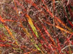 Rutenhirse JS ® 'Dark Night' -Angebote Blumen Takt Store rutenhirse js dark night m117835 w 2