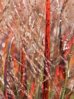 Rutenhirse JS ® 'Dark Night' -Angebote Blumen Takt Store rutenhirse js dark night m117835 w 3