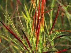 Rutenhirse 'Külsenmoor'