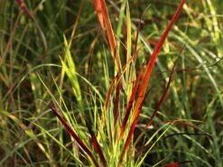Rutenhirse 'Külsenmoor' -Angebote Blumen Takt Store rutenhirse kuelsenmoor m102132 w 0