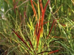 Rutenhirse 'Külsenmoor' -Angebote Blumen Takt Store rutenhirse kuelsenmoor m102132 w 1