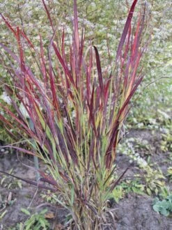 Rutenhirse 'Külsenmoor' -Angebote Blumen Takt Store rutenhirse kuelsenmoor m102132 w 2