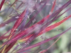 Rutenhirse 'Külsenmoor' -Angebote Blumen Takt Store rutenhirse kuelsenmoor m102132 w 3