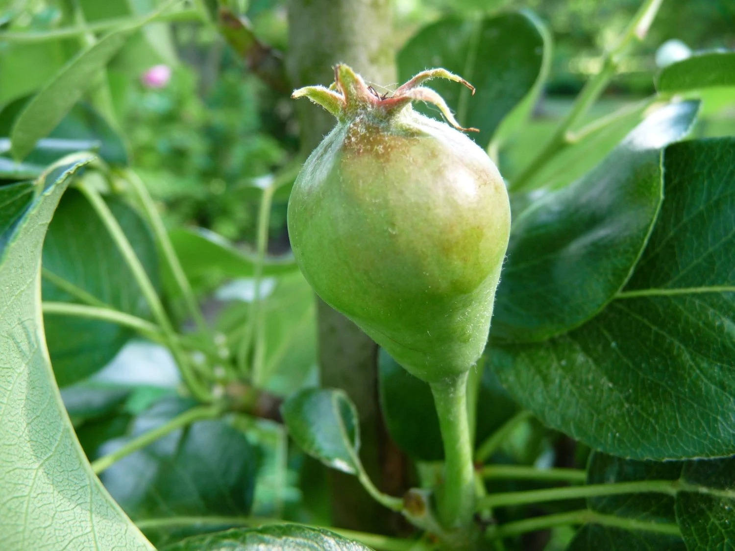 Säulen-Birne 'Obelisk' ® 4 Säulen-Birne 'Obelisk' ® – Bild 2