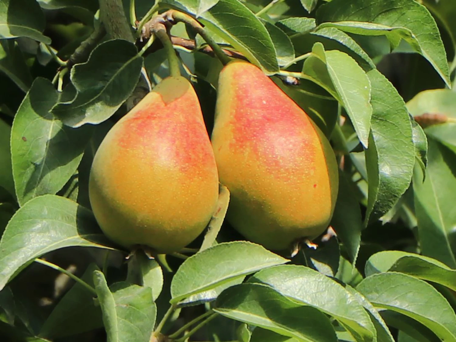 Säulen-Birne 'Obelisk' ® 3 Säulen-Birne 'Obelisk' ®