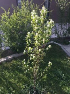 Säulen Felsenbirne 'Obelisk' -Angebote Blumen Takt Store saeulen felsenbirne obelisk m010334 193676 0