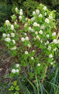 Säulen Felsenbirne 'Obelisk' -Angebote Blumen Takt Store saeulen felsenbirne obelisk m010334 839165 0