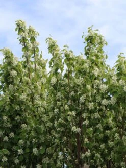 Säulen Felsenbirne 'Obelisk' -Angebote Blumen Takt Store saeulen felsenbirne obelisk m010334 w 0