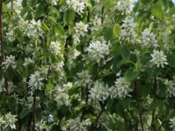Säulen Felsenbirne 'Obelisk' -Angebote Blumen Takt Store saeulen felsenbirne obelisk m010334 w 1