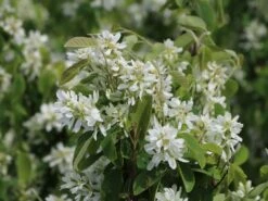 Säulen Felsenbirne 'Obelisk' -Angebote Blumen Takt Store saeulen felsenbirne obelisk m010334 w 3