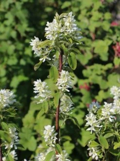 Säulen Felsenbirne 'Obelisk' -Angebote Blumen Takt Store saeulen felsenbirne obelisk m010334 w 4