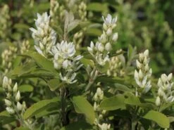 Säulen Felsenbirne 'Obelisk' -Angebote Blumen Takt Store saeulen felsenbirne obelisk m010334 w 5