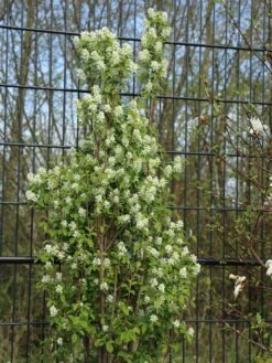 Säulen Felsenbirne 'Obelisk' -Angebote Blumen Takt Store saeulen felsenbirne obelisk m010334 w 6