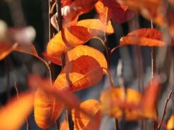 Säulen Felsenbirne 'Obelisk' -Angebote Blumen Takt Store saeulen felsenbirne obelisk m010334 w 7