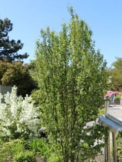 Säulen Felsenbirne 'Obelisk' -Angebote Blumen Takt Store saeulen felsenbirne obelisk m010334 w 8