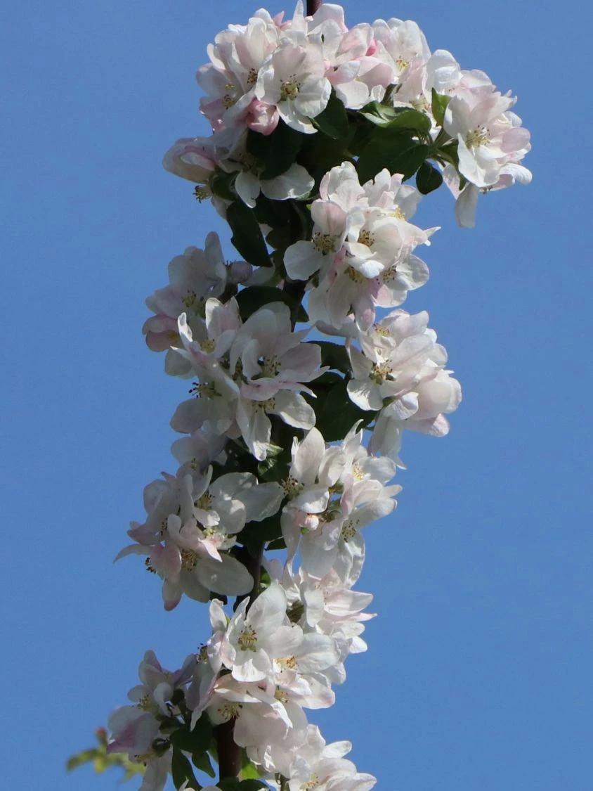 Säulenapfel 'Rondo' ® 4 Säulenapfel 'Rondo' ® – Bild 2