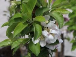 Säulenapfel 'Sonate' 9 Säulenapfel 'Sonate' -Angebote Blumen Takt Store saeulenapfel sonate m046440 w 3