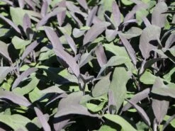 Salbei 'Purpurascens' 15 Salbei 'Purpurascens' -Angebote Blumen Takt Store salbei purpurascens m015187 w 0