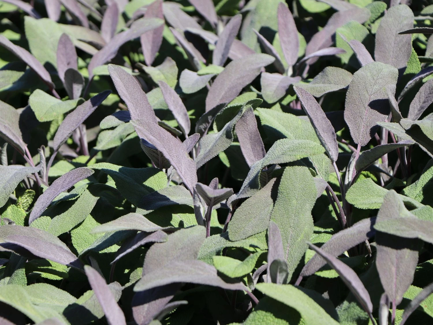 Salbei 'Purpurascens' 7 Salbei 'Purpurascens' – Bild 5