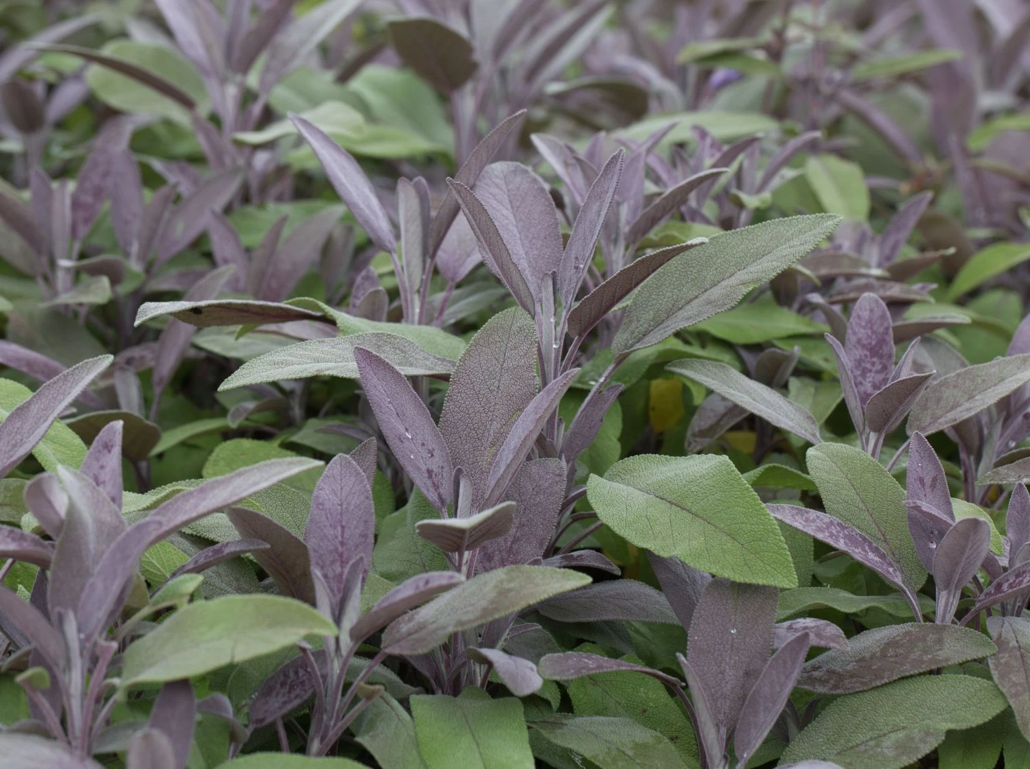 Salbei 'Purpurascens' 8 Salbei 'Purpurascens' – Bild 6