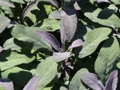 Salbei 'Purpurascens' 14 Salbei 'Purpurascens' -Angebote Blumen Takt Store salbei purpurascens m015187 w 2