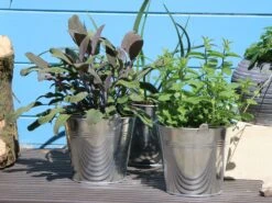 Salbei 'Purpurascens' 19 Salbei 'Purpurascens' -Angebote Blumen Takt Store salbei purpurascens m015187 w 3