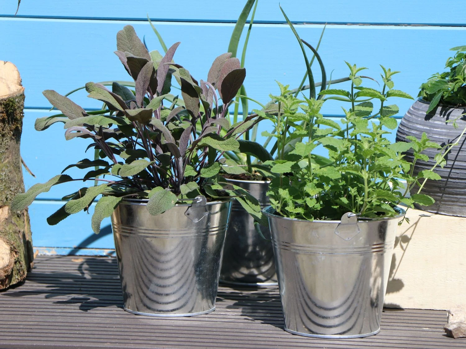 Salbei 'Purpurascens' 11 Salbei 'Purpurascens' – Bild 9