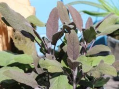 Salbei 'Purpurascens' 18 Salbei 'Purpurascens' -Angebote Blumen Takt Store salbei purpurascens m015187 w 4