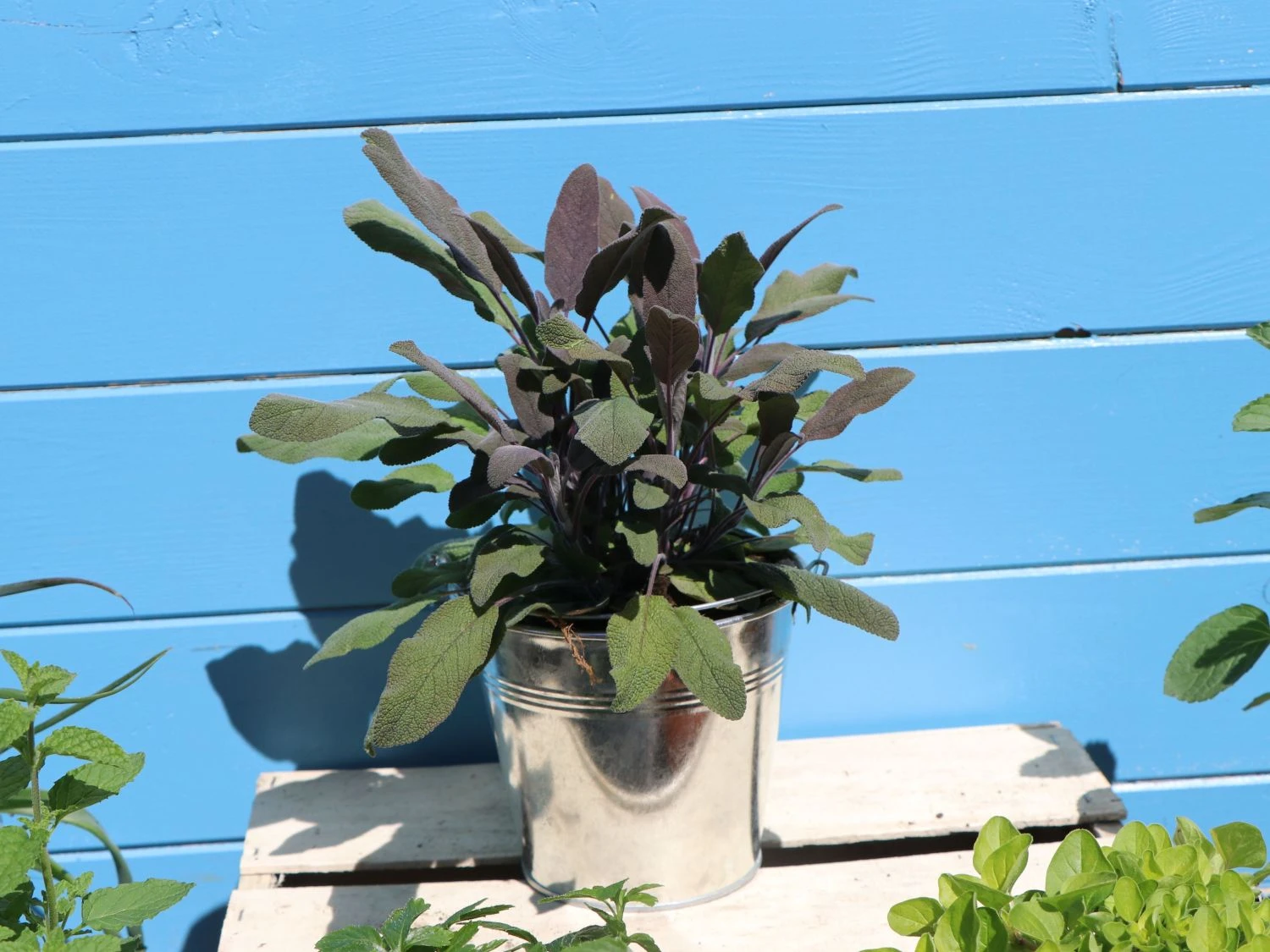 Salbei 'Purpurascens' 4 Salbei 'Purpurascens' – Bild 2