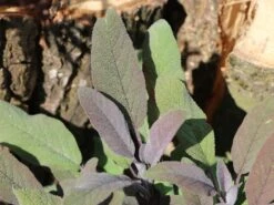 Salbei 'Purpurascens' 17 Salbei 'Purpurascens' -Angebote Blumen Takt Store salbei purpurascens m015187 w 6