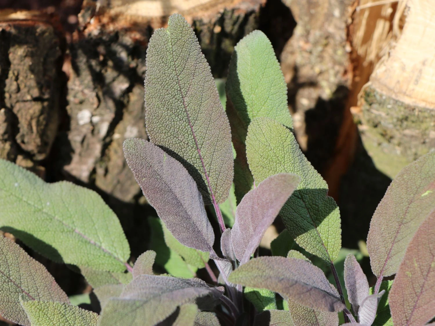 Salbei 'Purpurascens' 9 Salbei 'Purpurascens' – Bild 7