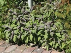 Salbei 'Purpurascens' 13 Salbei 'Purpurascens' -Angebote Blumen Takt Store salbei purpurascens m015187 w 7